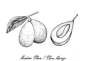 300x210 Mango Drawings Fine Art America - Mango Drawing Picture