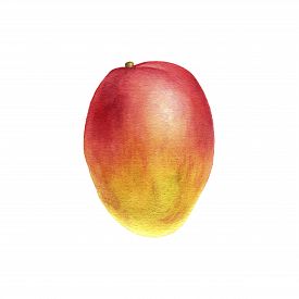 275x275 Mango Drawing Photos And Images Crystalgraphics - Mango Drawing Picture