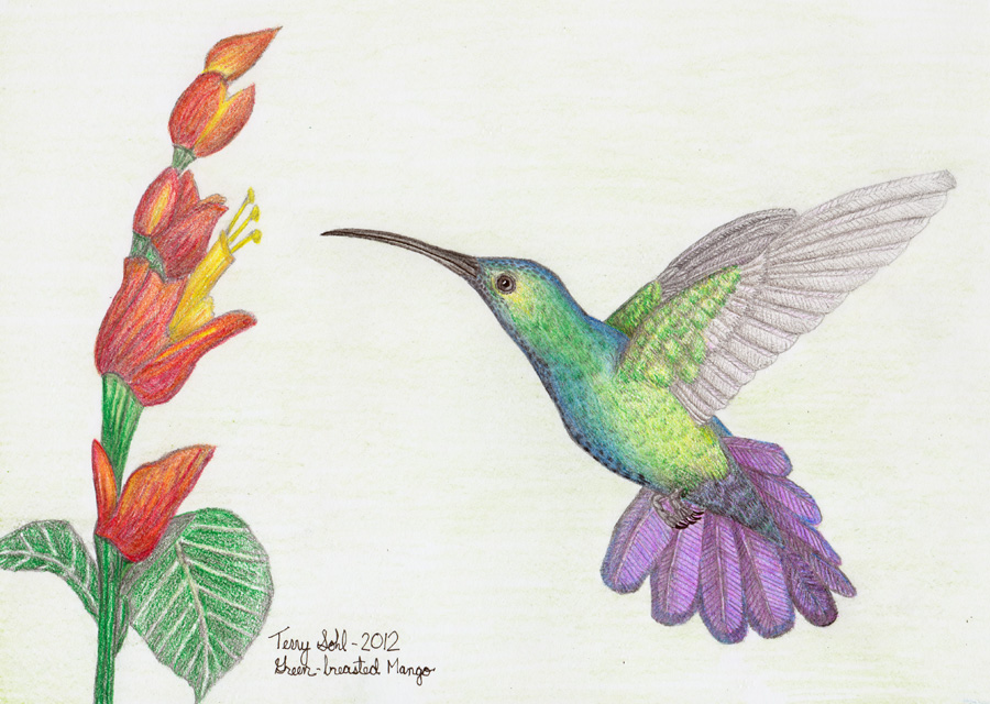 900x640 Green Breasted Mango - Mango Images For Drawing