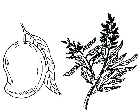 476x383 How To Draw A Mango Hand Drawn Mango Fruits Set With Leafs - Mango Images For Drawing