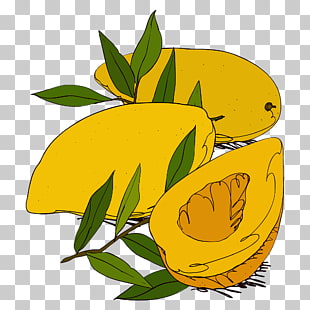 310x310 Mango Drawing Png Cliparts For Free Download Uihere - Mango Images For Drawing