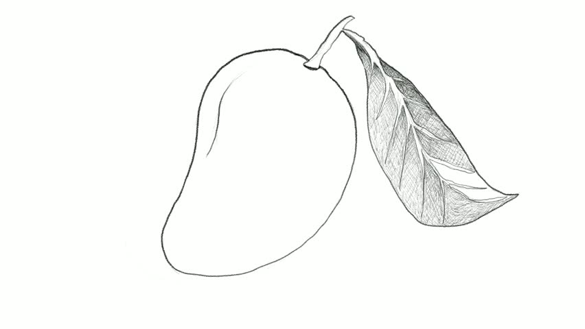 852x480 Line Drawing Mango Stock Video Footage - Mango Line Drawing