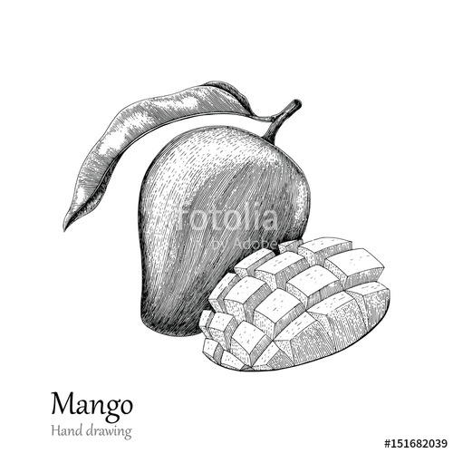 500x500 Mango Hand Drawing Engraving Style Hand Drawing Black And White - Mango Line Drawing