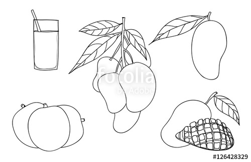 500x322 Vector Mango Set Hand Drawn Cute Line Art Illustration Stock - Mango Line Drawing