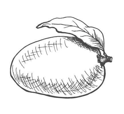 434x397 Collection Of Free Fall Drawing Mango Download On Ui Ex - Mango Line Drawing