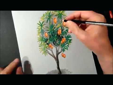 480x360 How To Draw A Mango Drawing Tree How To Draw Mango Tree Draw - Mango Tree Drawing