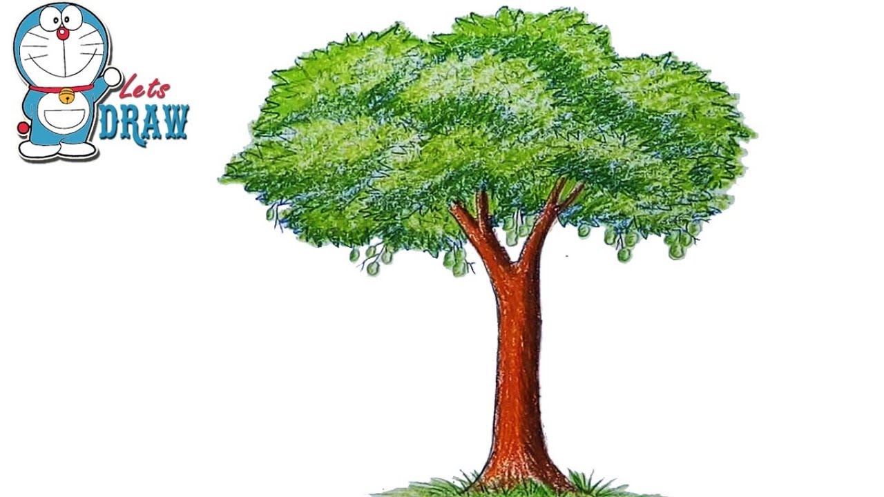 1280x720 How To Draw A Mango Tree Step - Mango Tree Drawing