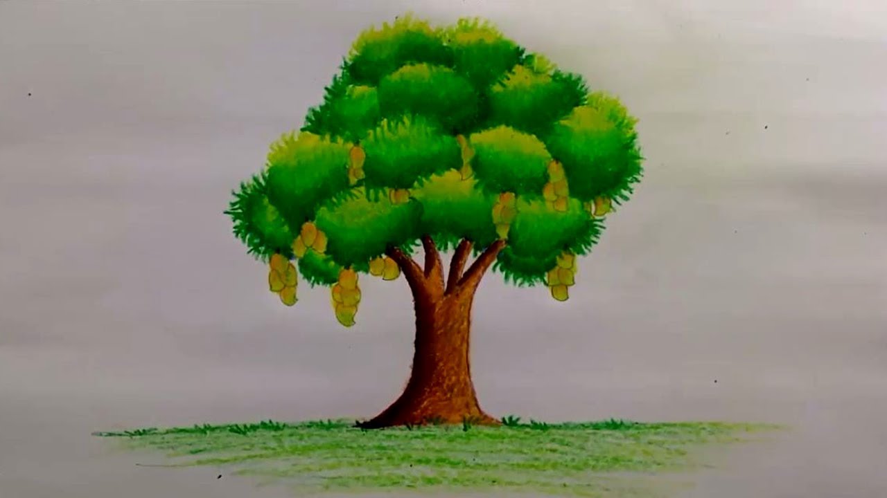 Mango Tree Drawing at PaintingValley.com | Explore collection of Mango
