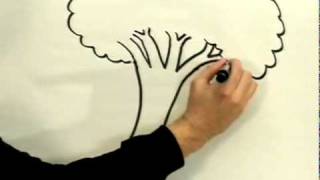 320x180 Mango Tree Drawing Pictures - Mango Tree Drawing
