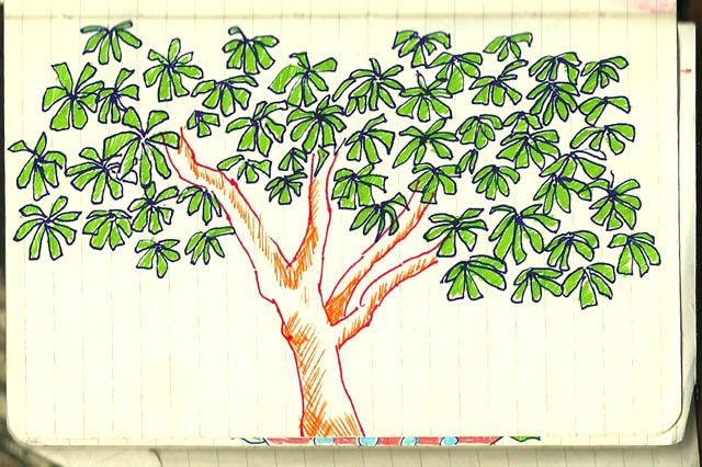 640x426 How To Draw A Mango Mango Tree Drawn While Sitting - Mango Tree Drawing