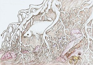 300x209 Home In Mangrove Roots Drawing - Mangrove Drawing