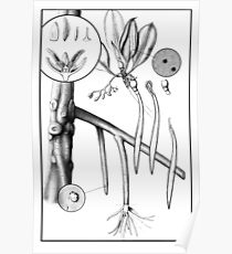 210x230 Mangrove Drawing Posters Redbubble - Mangrove Drawing