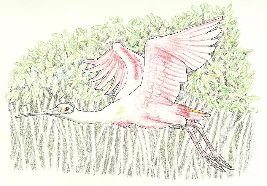 900x627 mangrove flyer - Mangrove Drawing