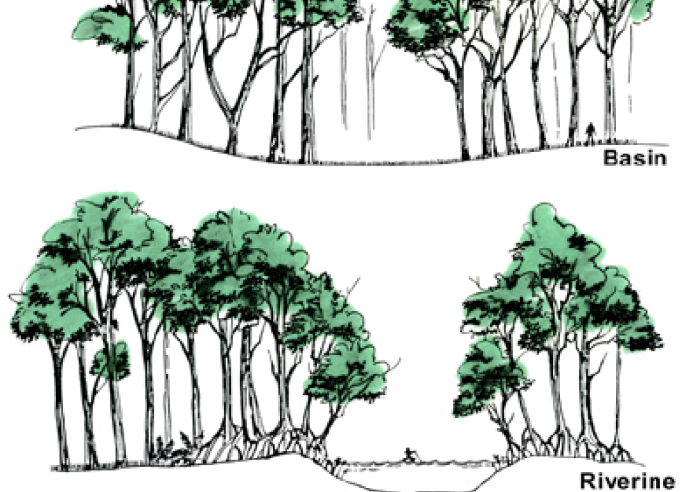 1000x710 mangrove forest diversity smithsonian ocean - Mangrove Drawing