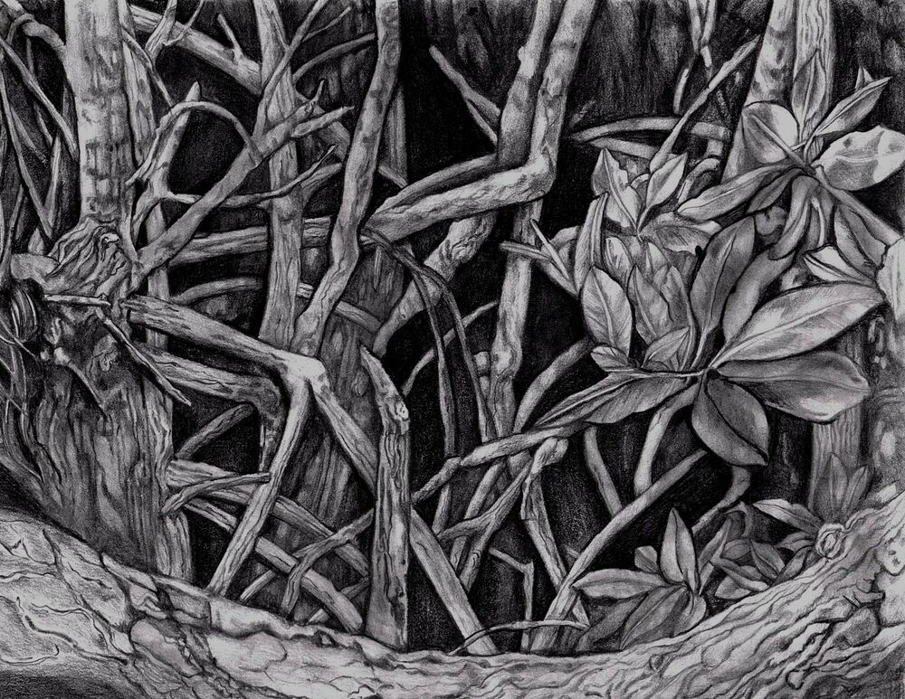 Mangrove Drawing at PaintingValley.com | Explore collection of Mangrove ...