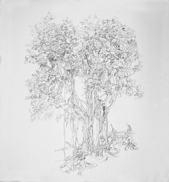 594x640 Mangrove Tree Drawing Stage I The Set Up In Commission - Mangrove Drawing