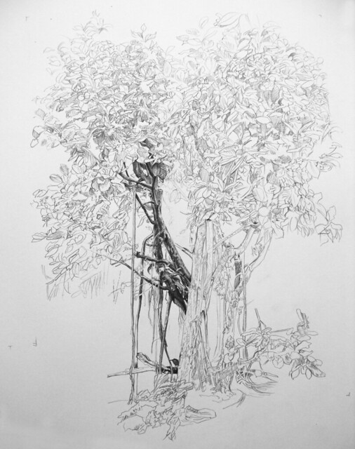 Mangrove Drawing at PaintingValley.com | Explore collection of Mangrove ...