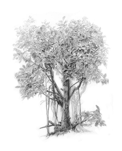 405x500 Mangrove Tree Drawing Stage Vi - Mangrove Drawing