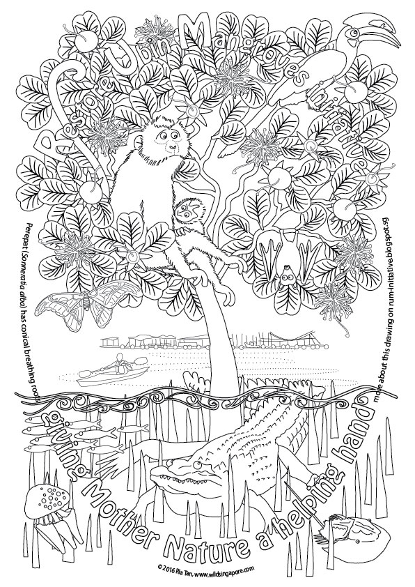 Mangrove Drawing At Paintingvalley Com Explore Collection Of Mangrove