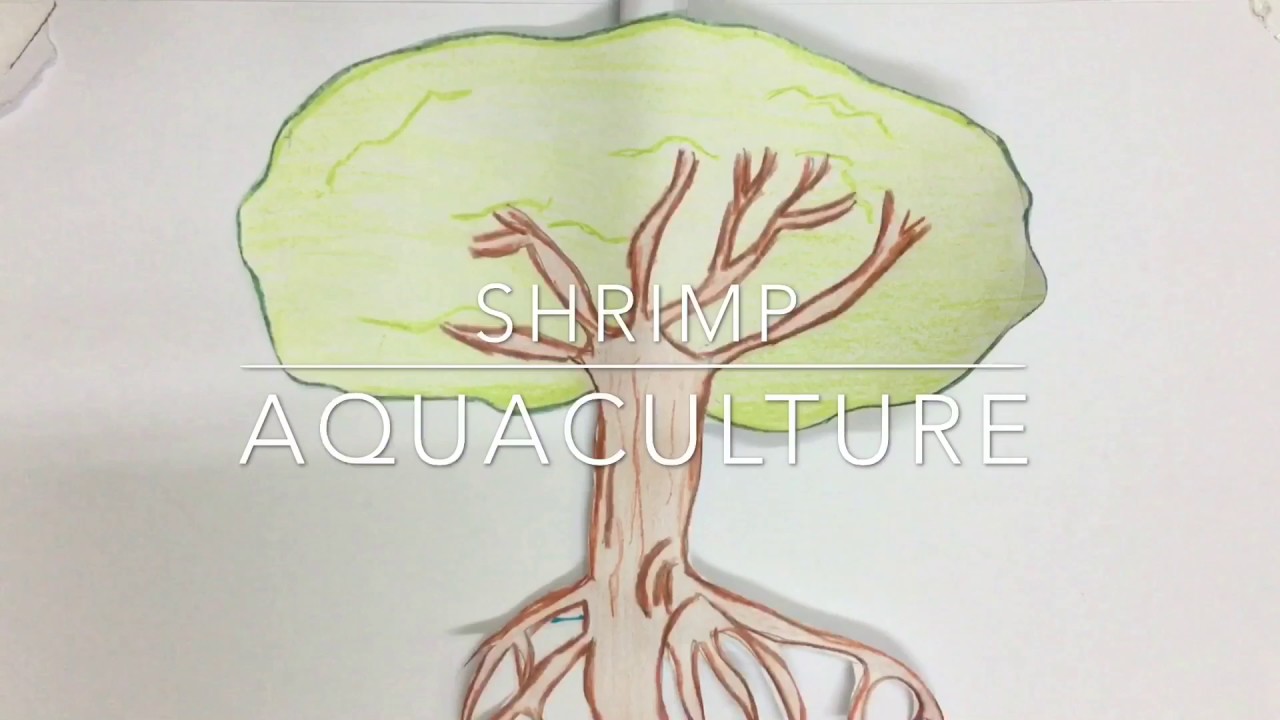 1280x720 Trf Mangrove - Mangrove Drawing