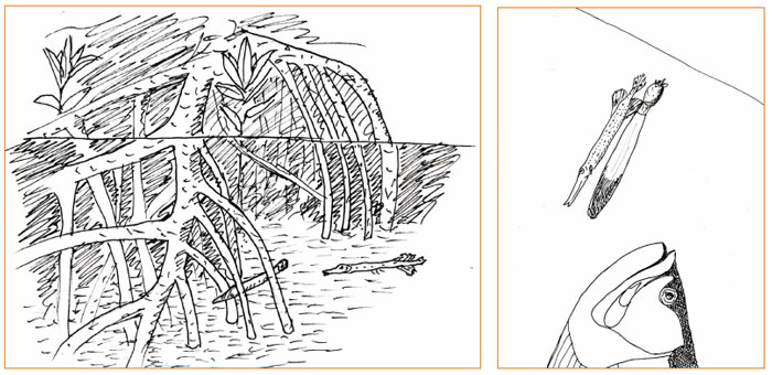 700x340 The Baby Trumpet Fish And The Mangrove Tree Seed - Mangrove Drawing