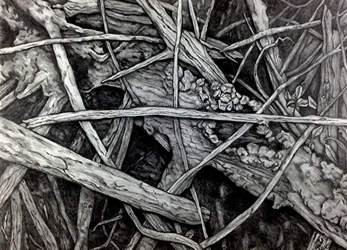 693x500 Mangrove V Drawing - Mangrove Drawing
