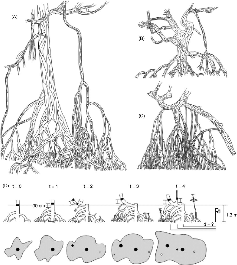 830x929 Three Examples Of Rhizophora Trees Drawn - Mangrove Drawing