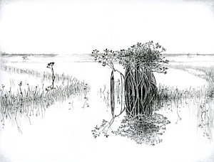 300x228 Dwarf Mangrove Drawing - Mangrove Drawing