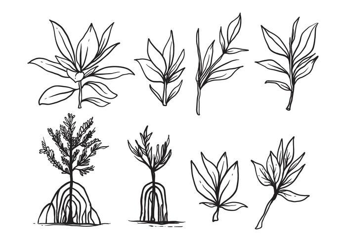 700x490 Free Hand Drawn Mangrove Vector - Mangrove Drawing