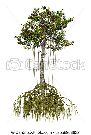 Mangrove Tree Drawing at PaintingValley.com | Explore collection of ...