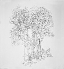 223x240 Mangrove Tree Drawing Stage I The Set Up In Commission - Mangrove Tree Drawing