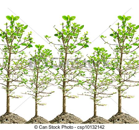 450x419 Mangrove Tree Isolated White - Mangrove Tree Drawing