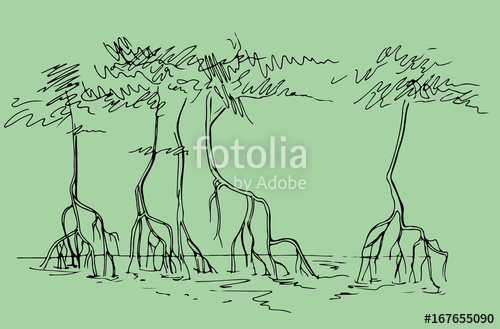 500x329 Sketch Of Mangrove Forests Stock Image And Royalty Free Vector - Mangrove Tree Drawing