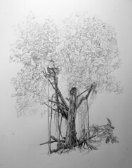 188x240 The World's Most Recently Posted Photos Of Drawing And Mangrove - Mangrove Tree Drawing