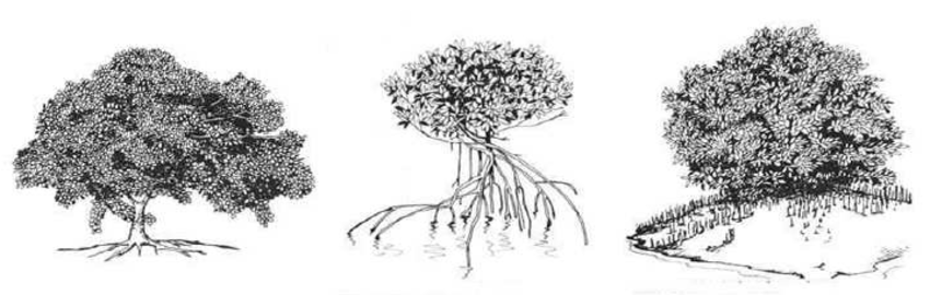 850x270 typical structures of three distinct mangrove species download - Mangrove Tree Drawing