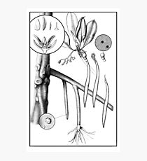 210x230 Huge Collection Of 'mangrove Drawing' Download More Than - Mangrove Tree Drawing