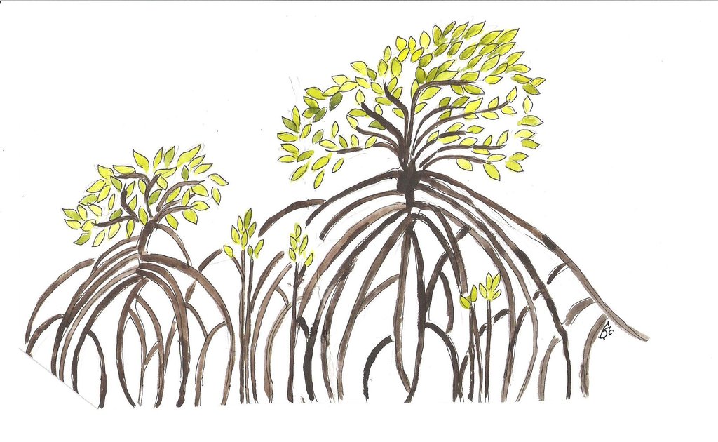 Mangrove Tree Drawing at Explore collection of
