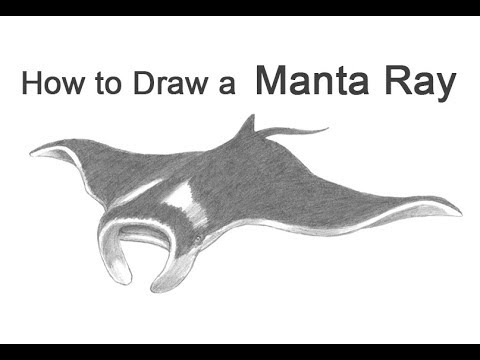480x360 how to draw a manta ray - Manta Ray Drawing