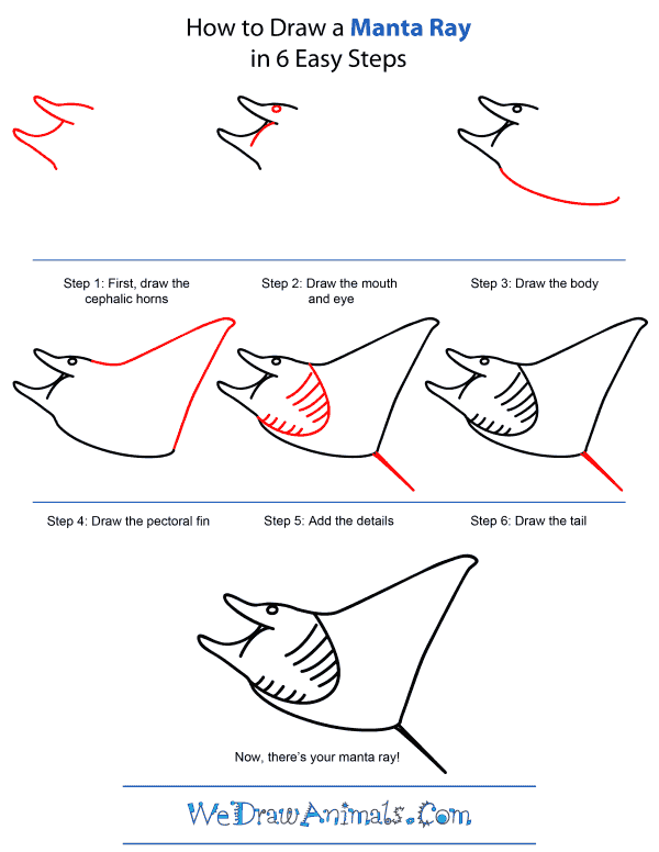 600x776 how to draw a manta ray - Manta Ray Drawing