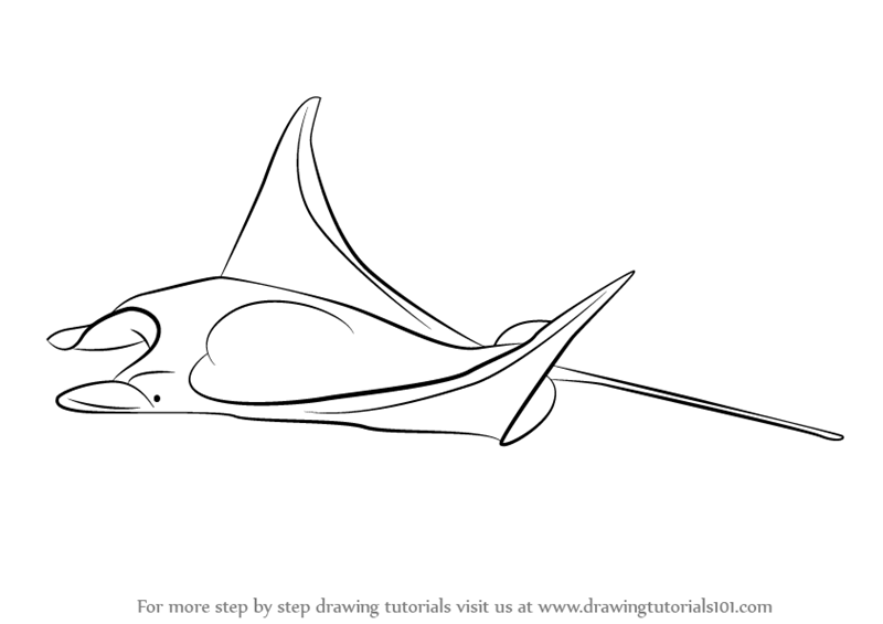 800x565 learn how to draw a manta ray - Manta Ray Drawing