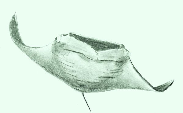 599x368 manta ray art print - Manta Ray Drawing