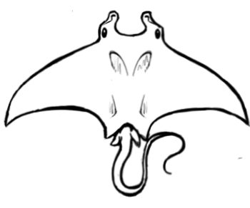 350x292 manta ray drawing - Manta Ray Drawing