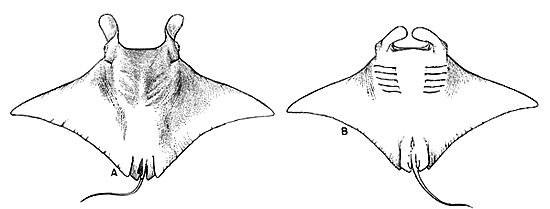550x209 manta birostris discover fishes - Manta Ray Drawing