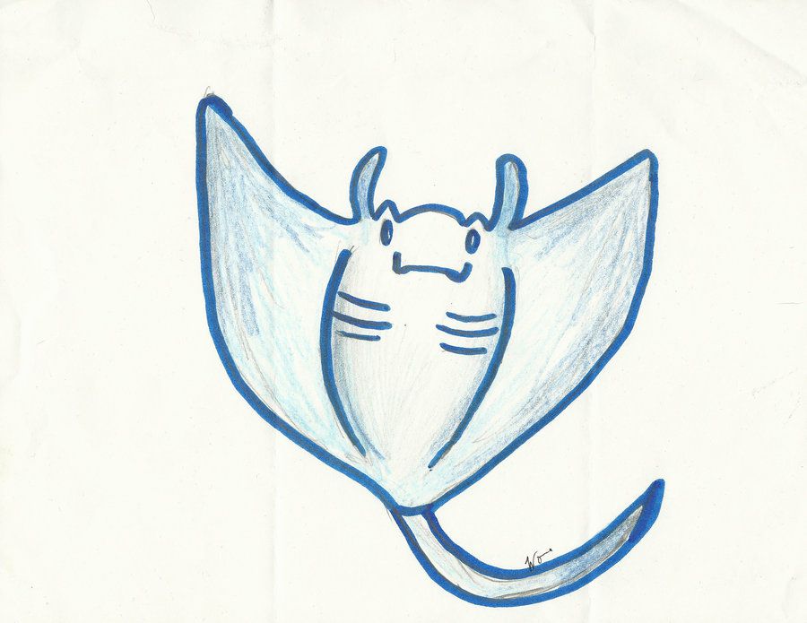 900x695 manta ray - Manta Ray Drawing