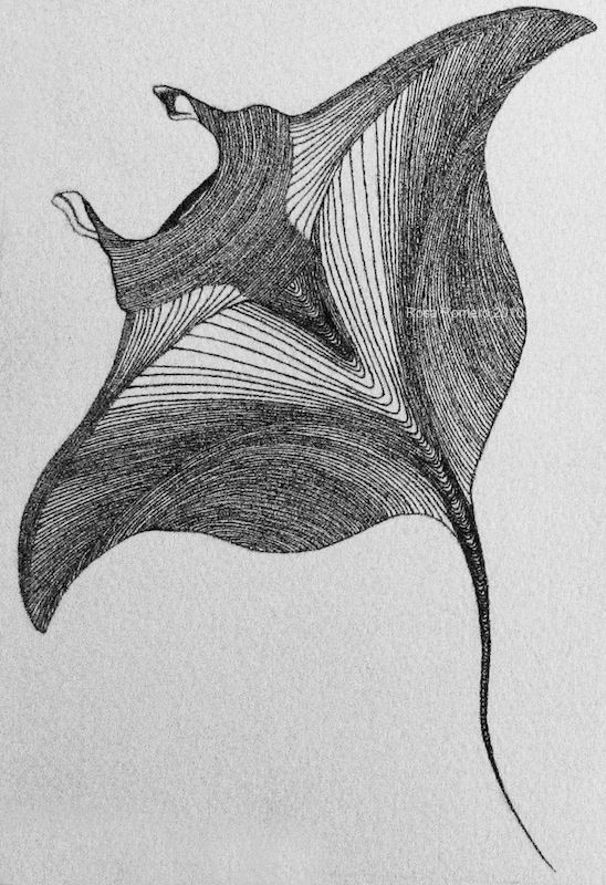 548x800 manta ray, drawn with dots - Manta Ray Drawing