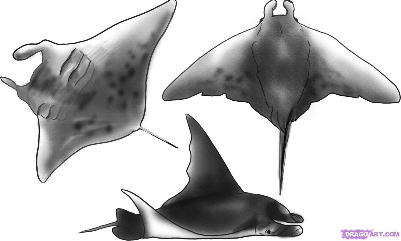 Manta Ray Drawing at Explore collection of Manta