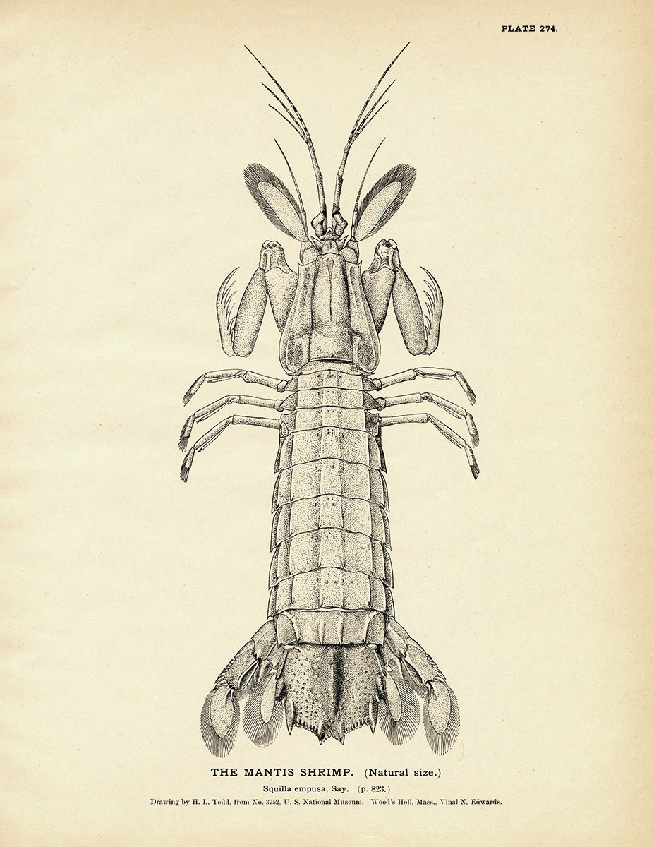 927x1200 mantis shrimp - Mantis Shrimp Drawing