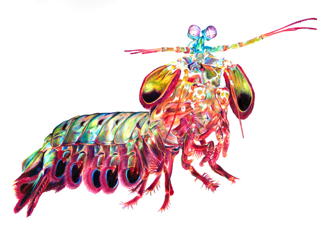 670x467 mantis shrimp - Mantis Shrimp Drawing