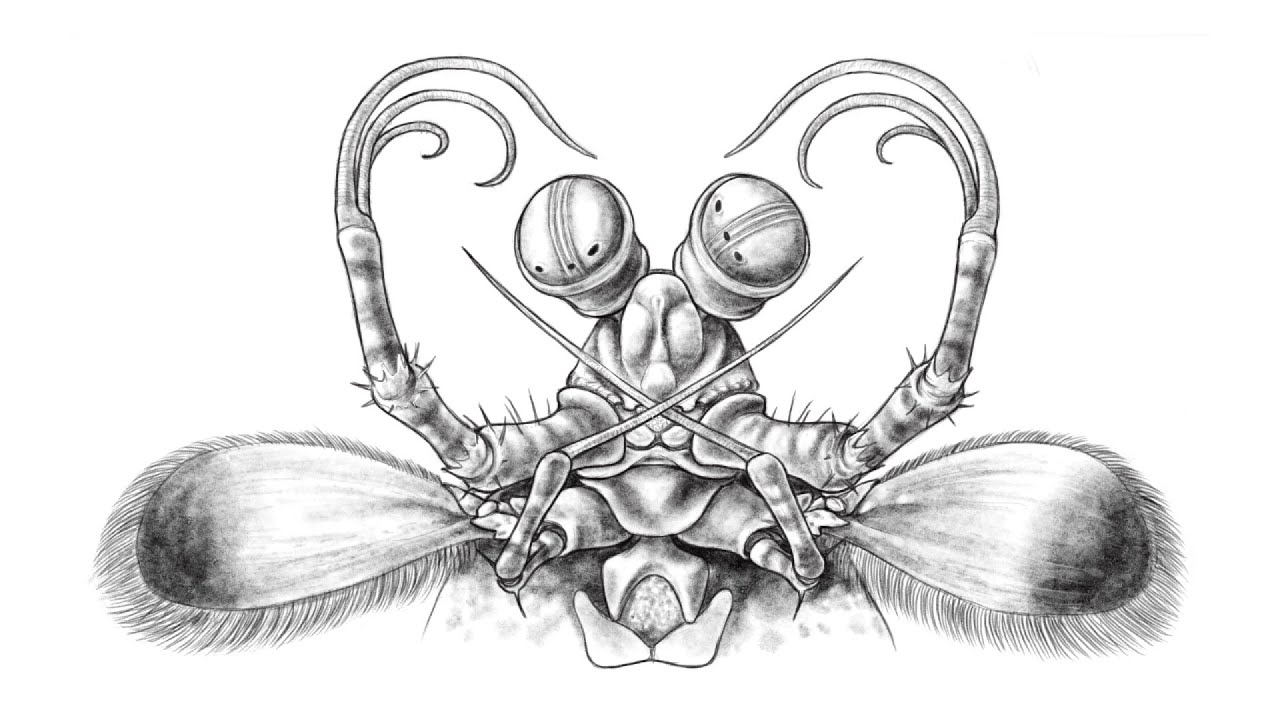 1280x720 mantis shrimp - Mantis Shrimp Drawing