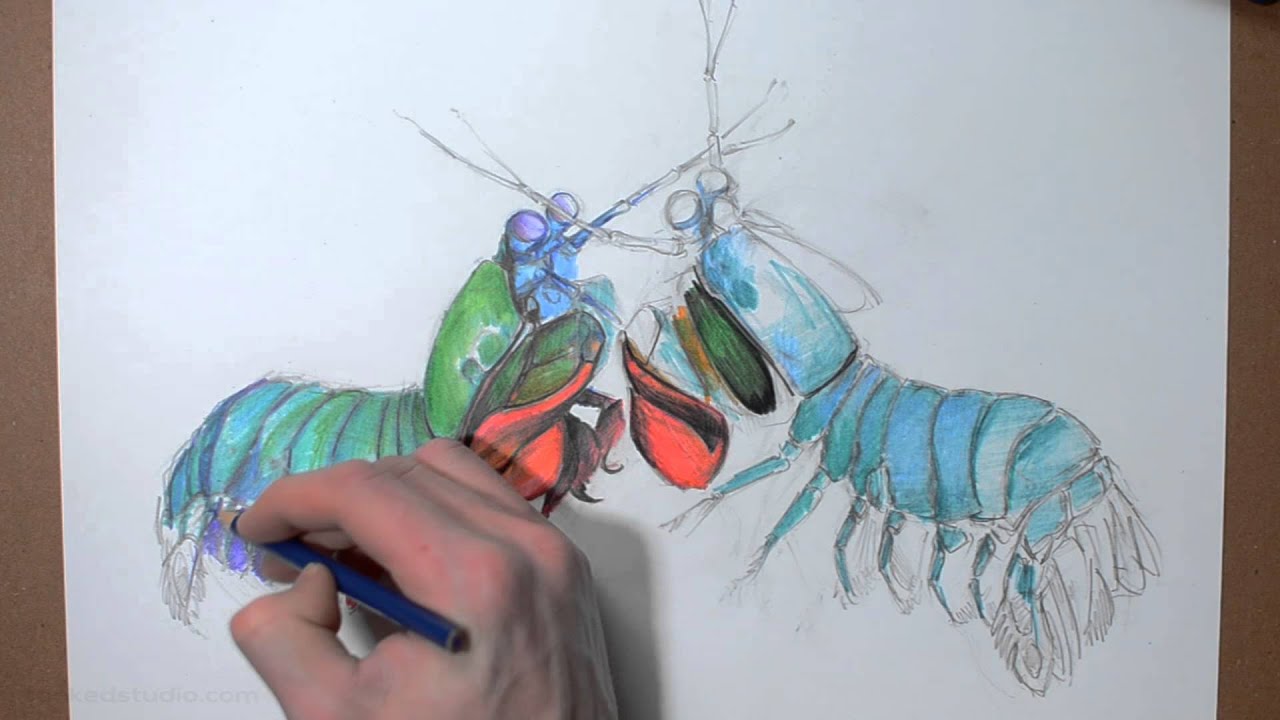 1280x720 mantis shrimp - Mantis Shrimp Drawing